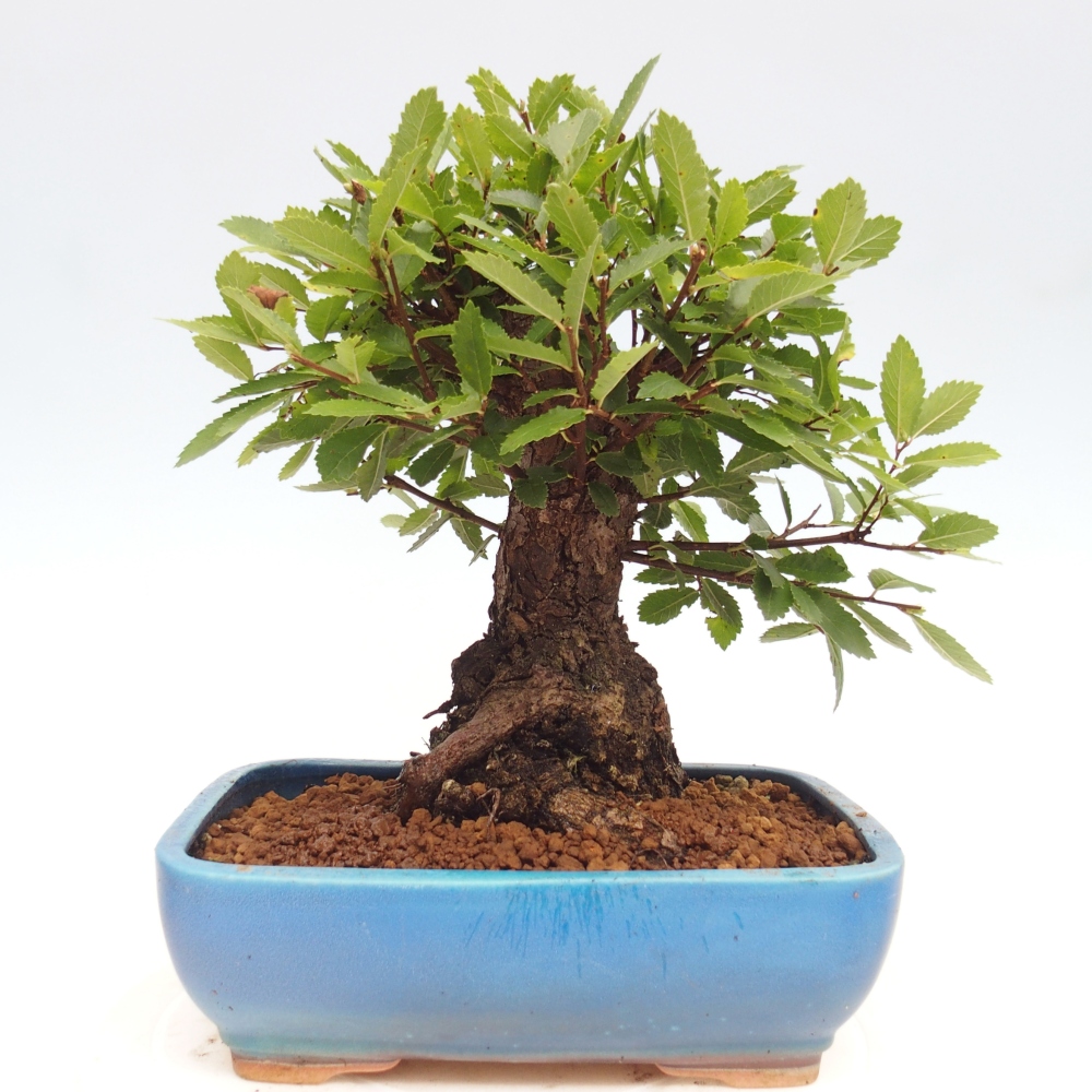 Outdoor bonsai - Zelkova - Zelkova NIRE