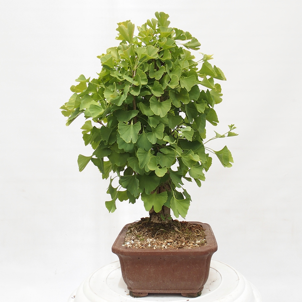 Outdoor bonsai - Jinan biloba - Ginkgo biloba