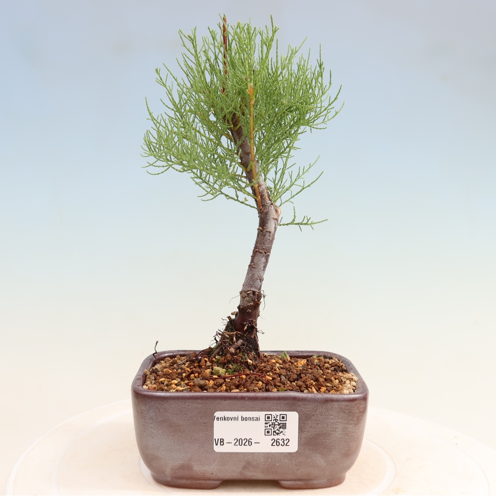 Bonsai ogrodowe – Tamaryszek – Tamarix