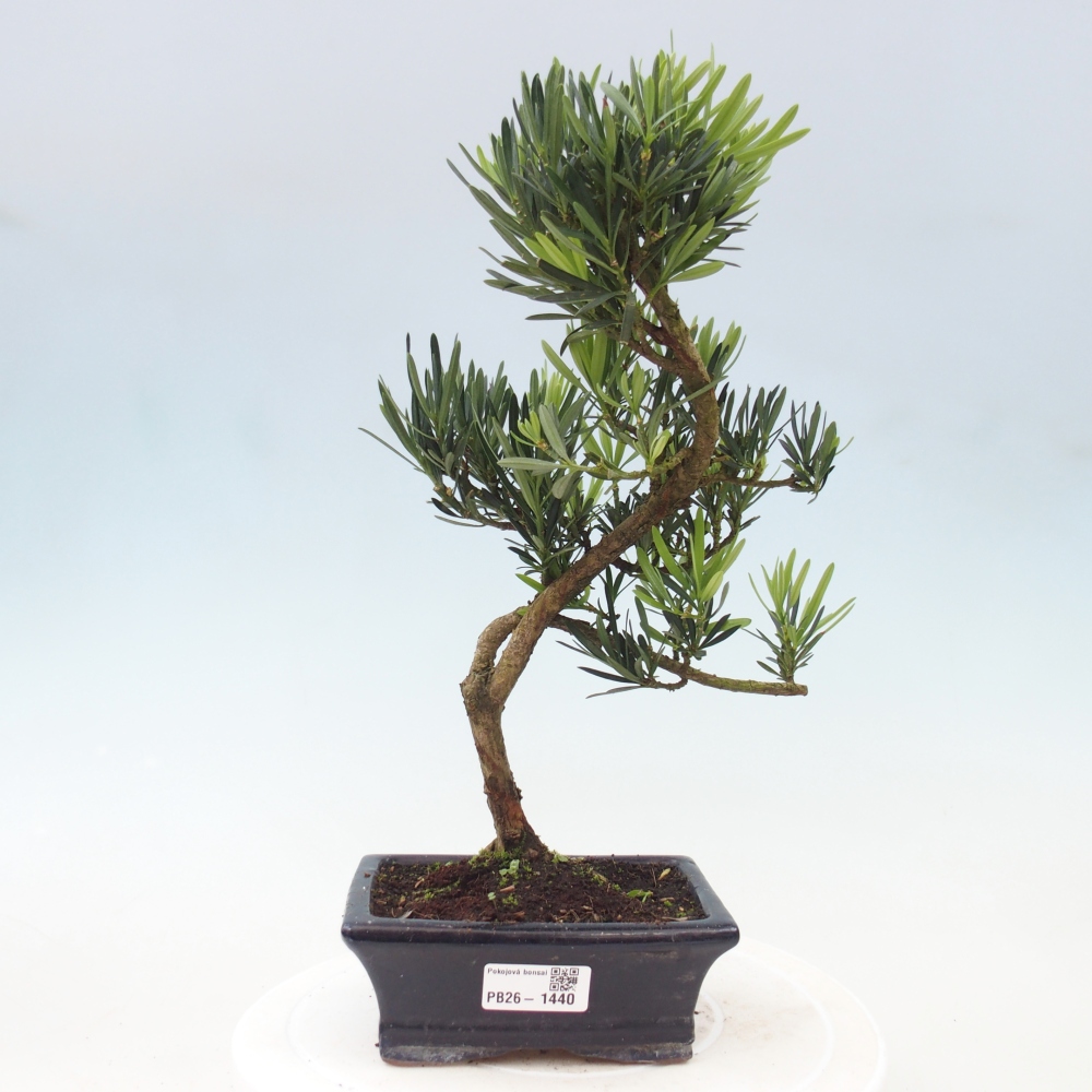 Pokój bonsai - Podocarpus - Kamienny cis