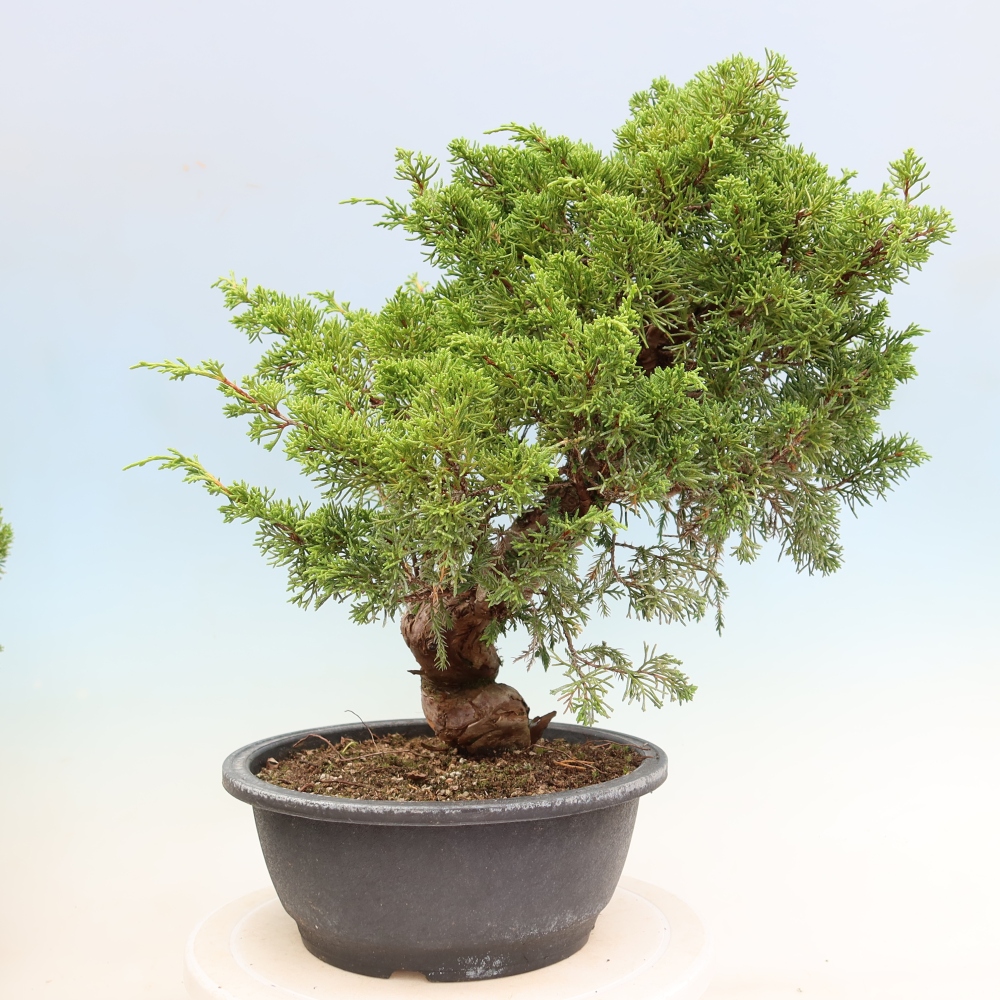 Bonsai ogrodowe – Juniperus chinensis Itoigawa – jałowiec chiński