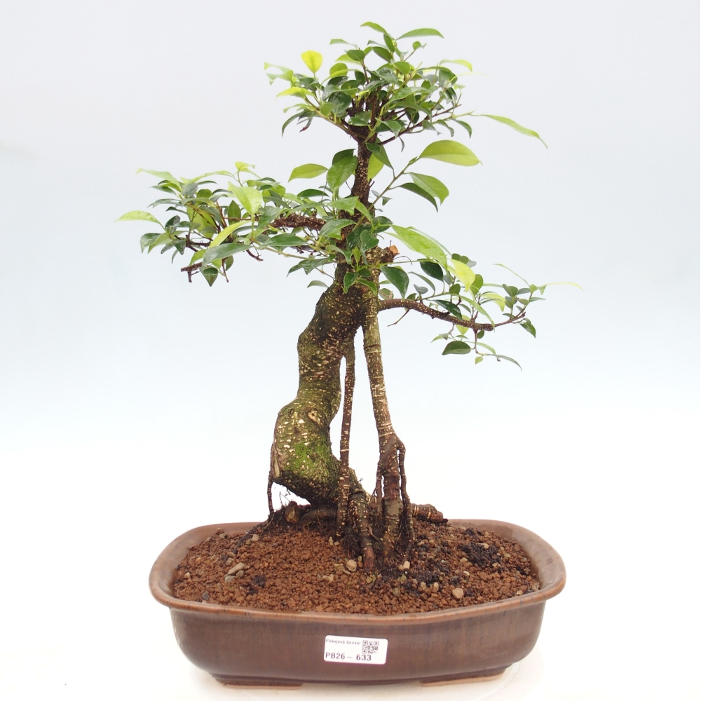 Pokój bonsai - Ficus kimmen - figowiec drobnolistny
