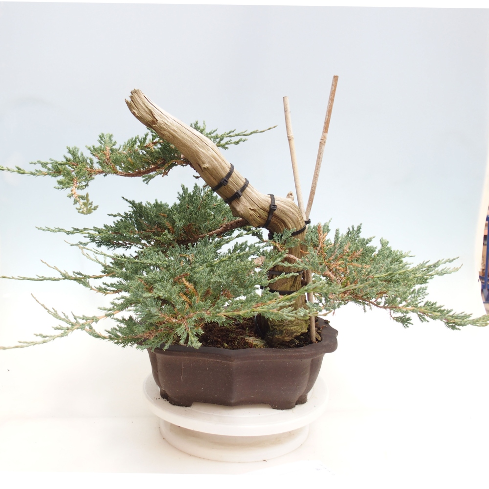 Plenerowe bonsai - Juniperus  - Prostrate Juniper