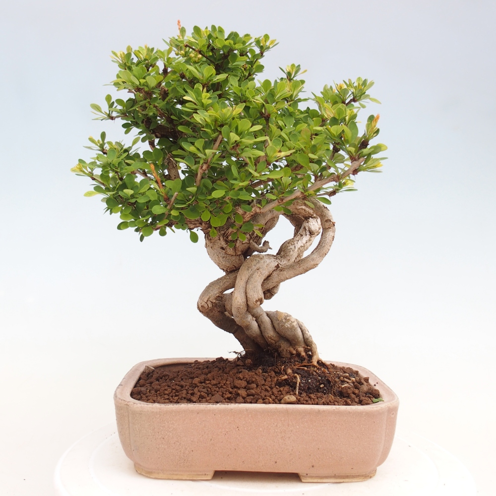 Bonsai zewnętrzne - Berberis coreana