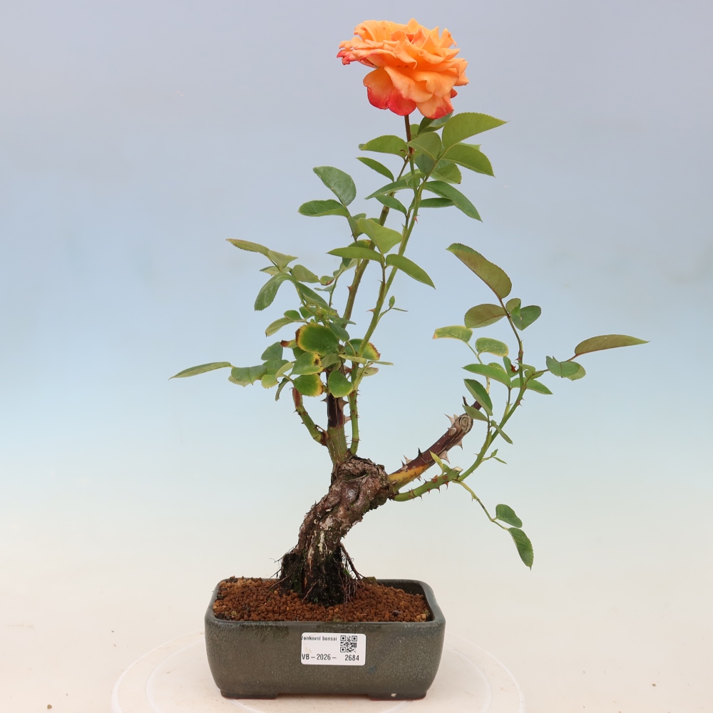 Bonsai ogrodowe – Rosa Kordes – róża