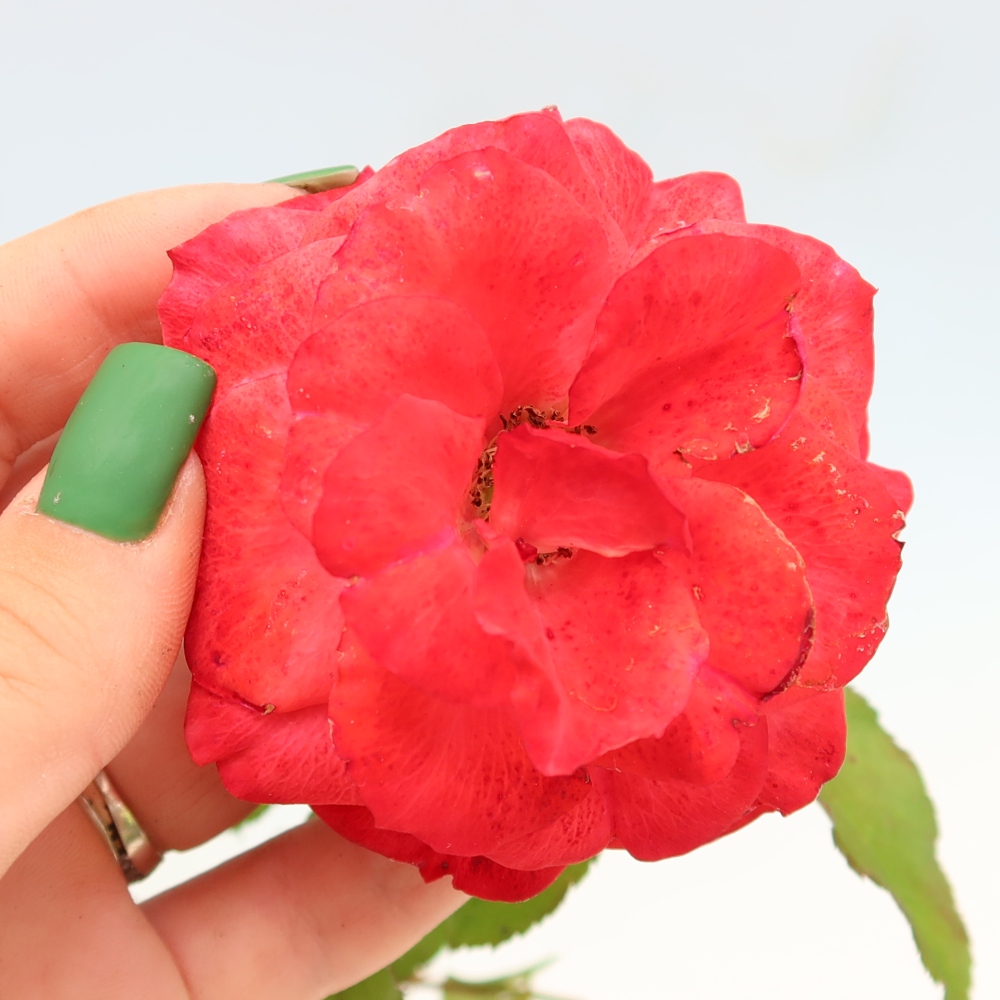 Bonsai ogrodowe – Rosa Kordes – róża