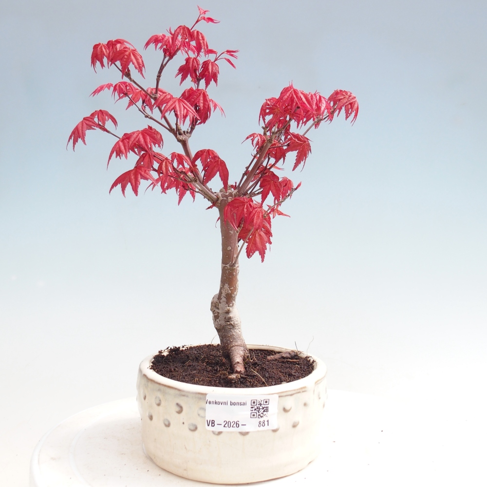 Outdoor bonsai - Acer palmatum DESHOJO