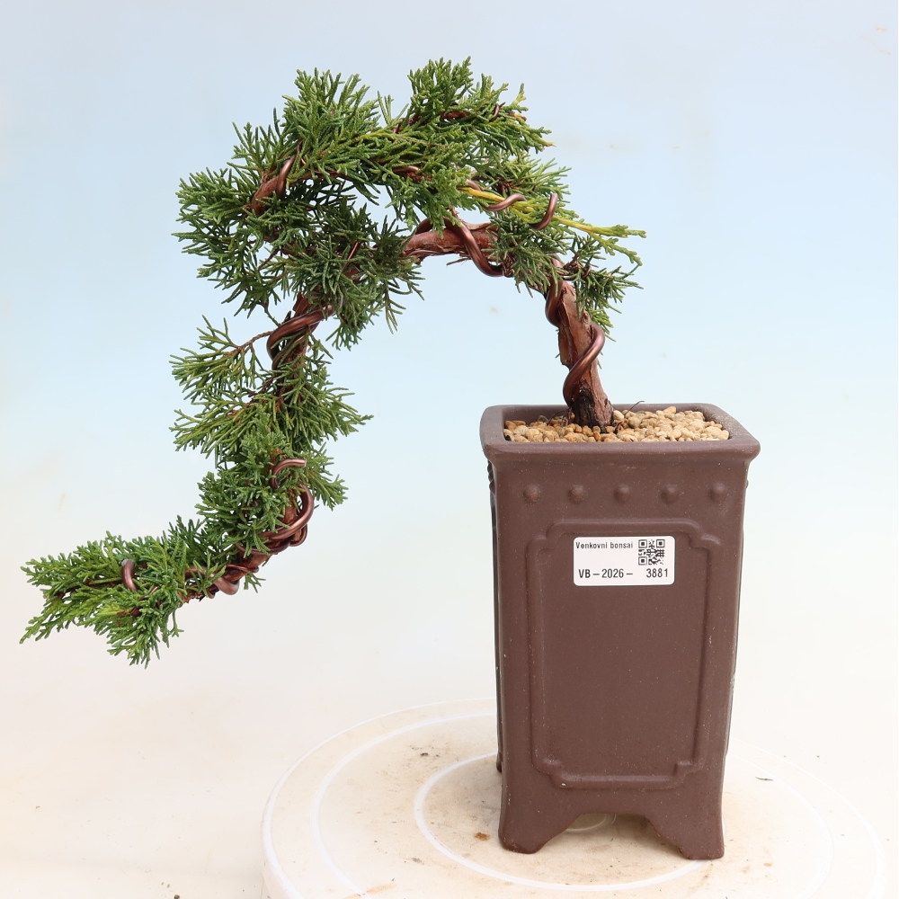 Outdoor bonsai - Juniperus chinensis Kishu