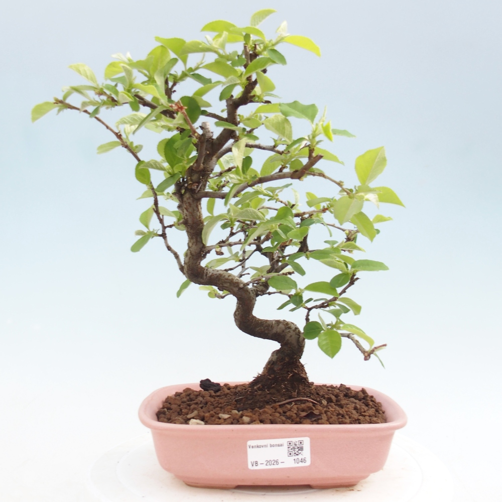 Bonsai zewnętrzne - Chaneomeles chinensis