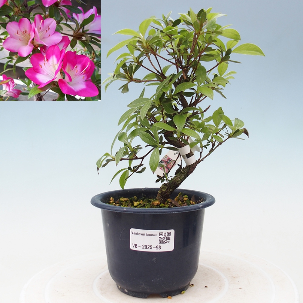 Bonsai zewnętrzne - Azalia japońska - Azalia Reiko