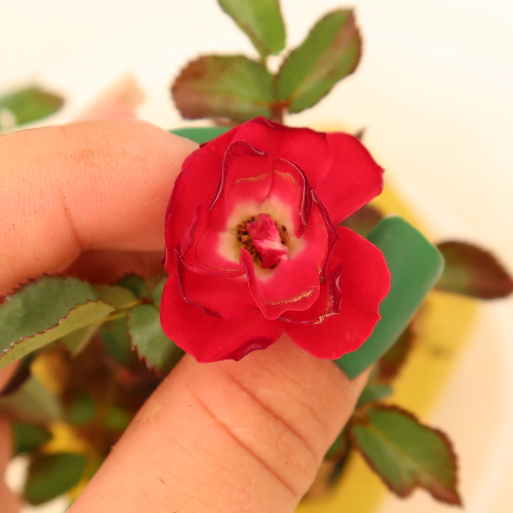 Bonsai ogrodowe – Rosa Kordes – róża