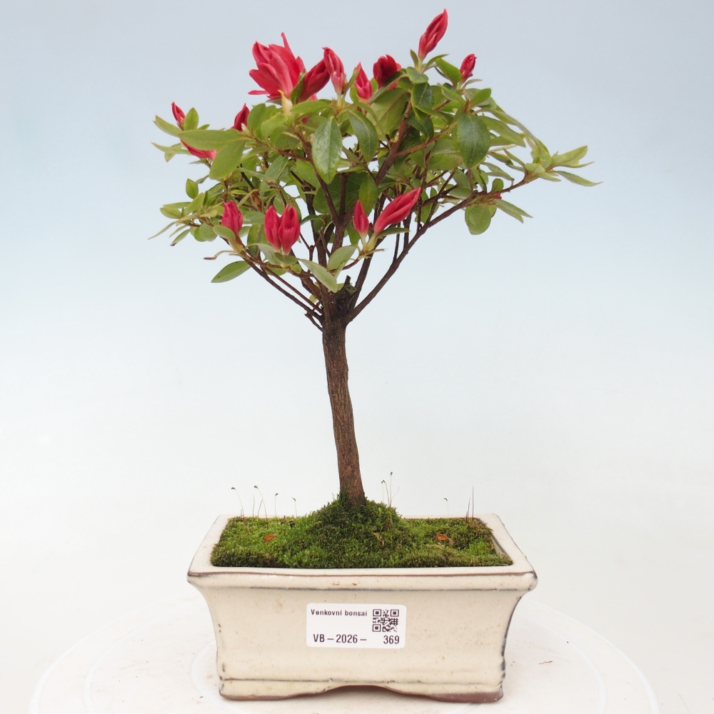 Outdoor bonsai - Azalia japońska - Azalea sp.