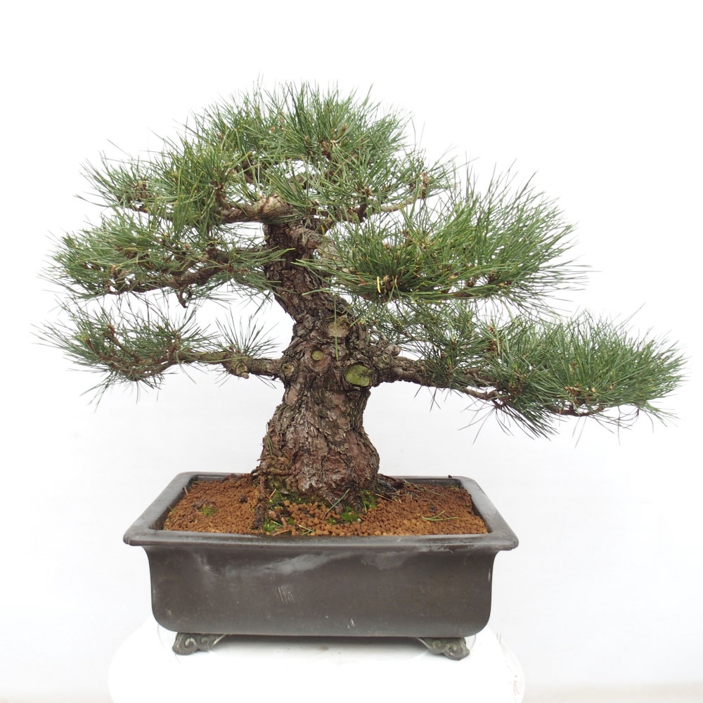 Bonsai ogrodowe - Pinus thunbergii - Sosna Thunberg