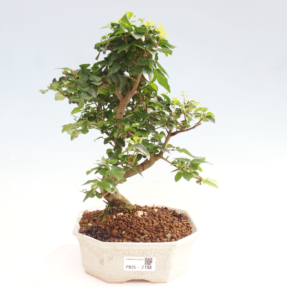 Indoor bonsai -Ligustrum chinensis - dziób ptaka
