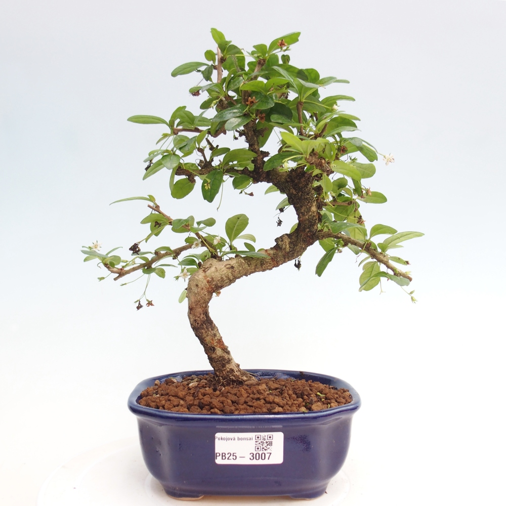 Bonsai wewnętrzne - Carmona makrophylla - Herbata Fuki