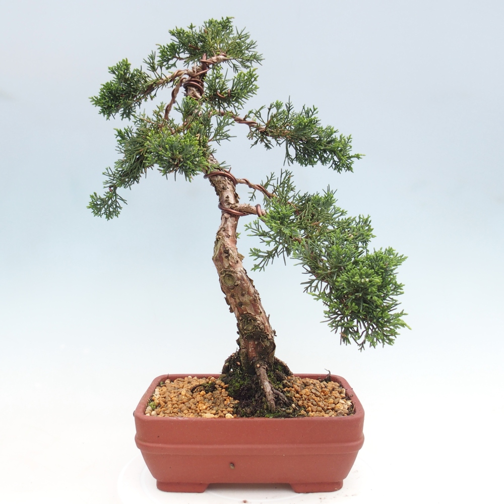 Outdoor bonsai - Juniperus chinensis Kishu