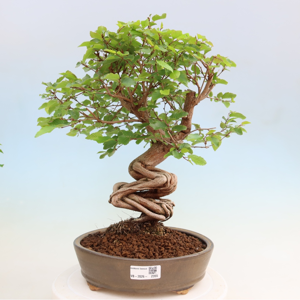 Outdoor bonsai - Carpinus coreana - grab koreański