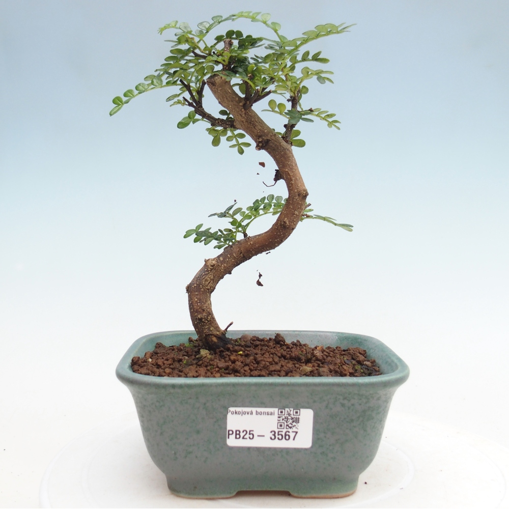 Pokój bonsai - Zantoxylum piperitum - drzewo pieprzowe
