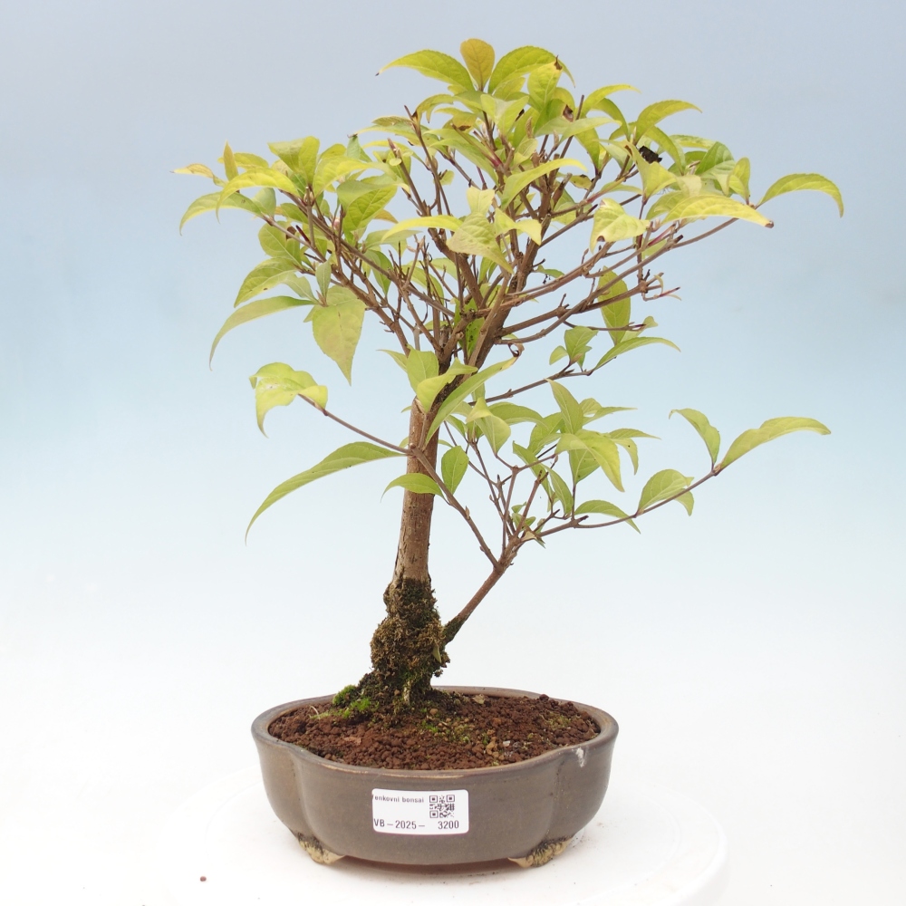 Outdoor bonsai - callicarpa jap Leucocarpa