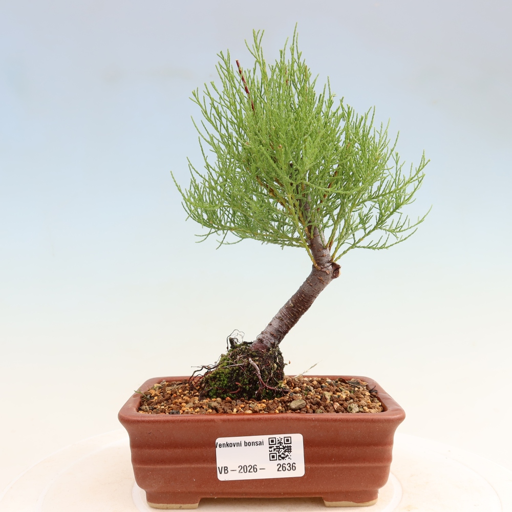 Bonsai ogrodowe – Tamaryszek – Tamarix