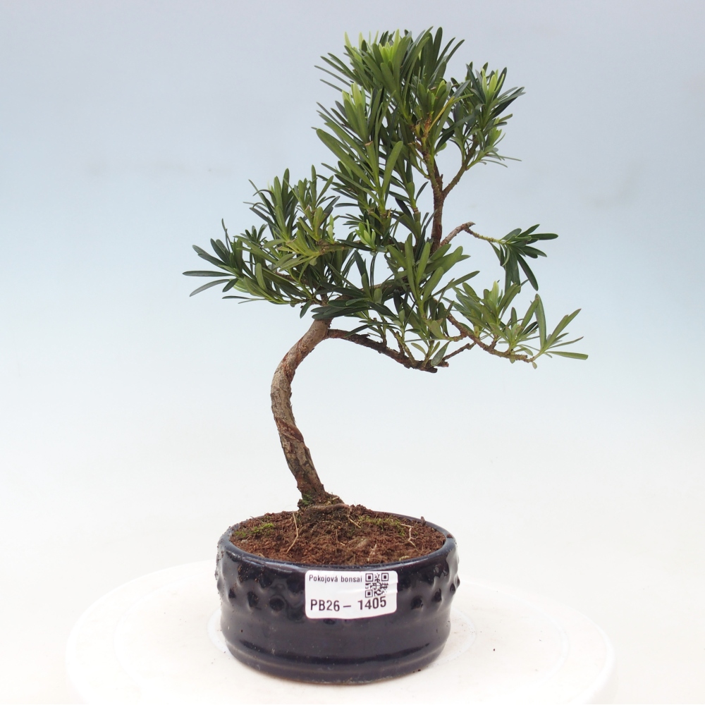 Pokój bonsai - Podocarpus - Kamienny cis