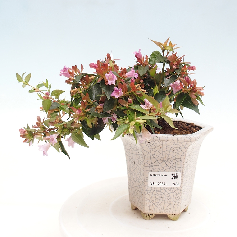 Bonsai zewnętrzne - Abelia Grandiflora - Abelia grandiflora