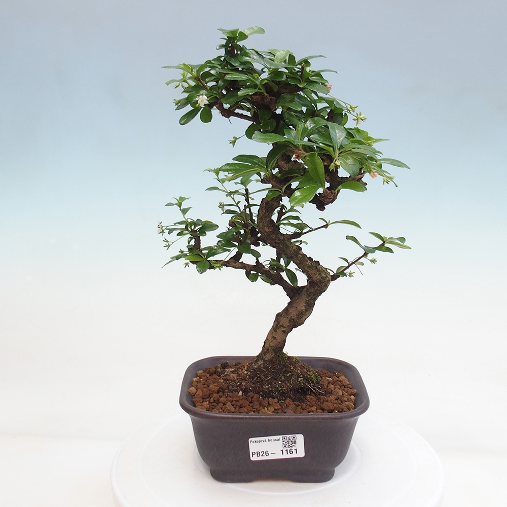 Bonsai pokojowe - Carmona macrophylla - Tea fuki