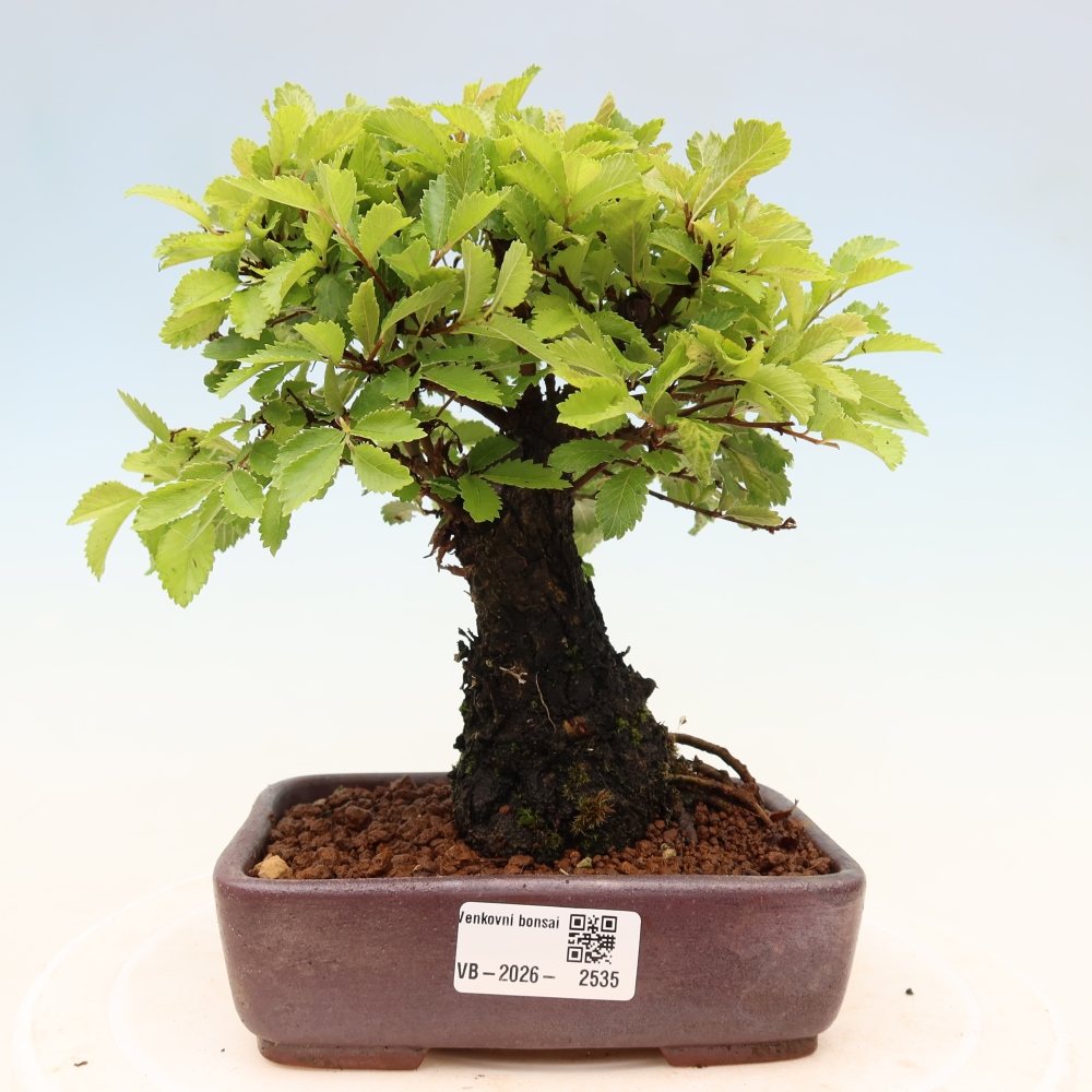 Bonsai zewnętrzne - Zelkova - Zelkova NIRE