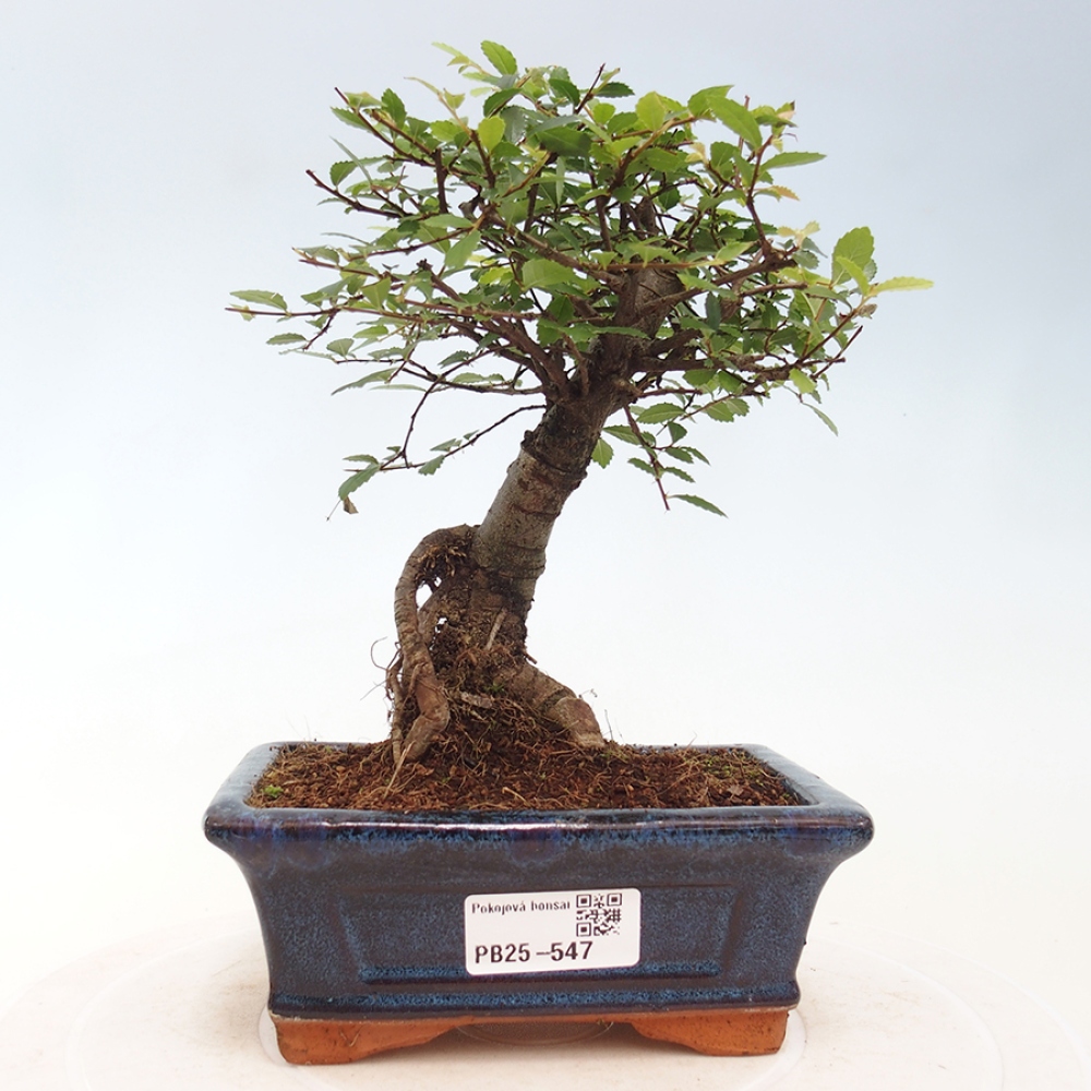 Bonsai wewnętrzne - Ulmus parvifolia - Wiąz drobnolistny