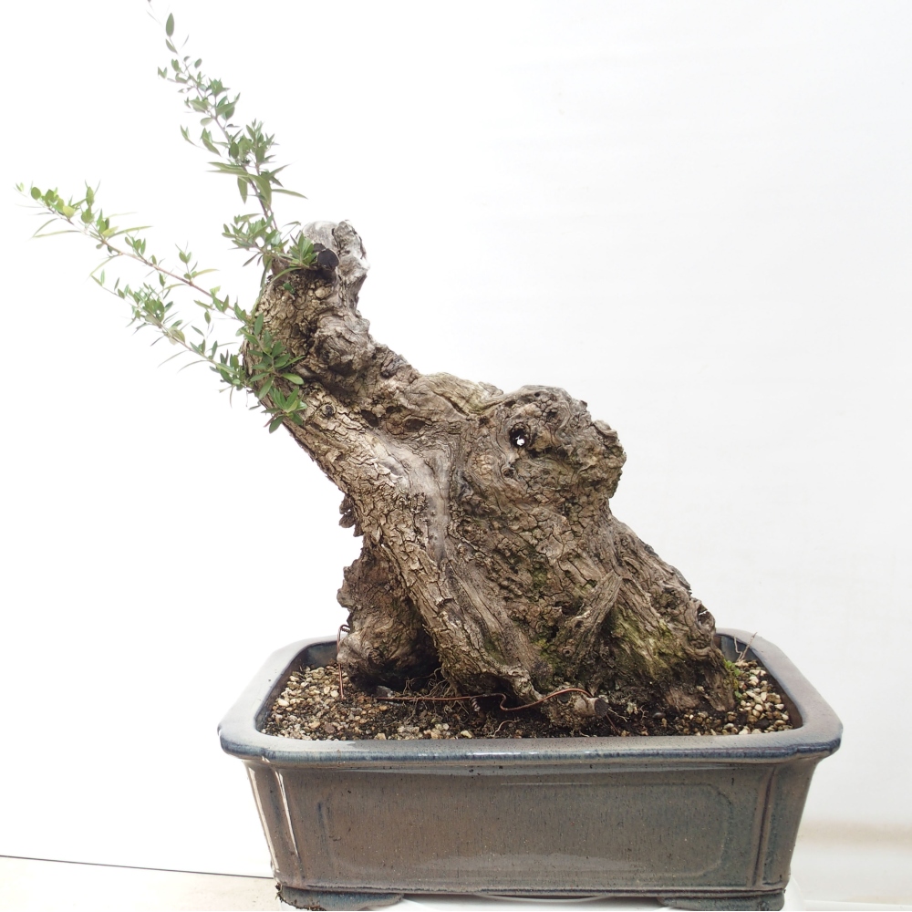 Kryte bonsai - Olea europaea sylvestris - Europejska oliwa z małych liści