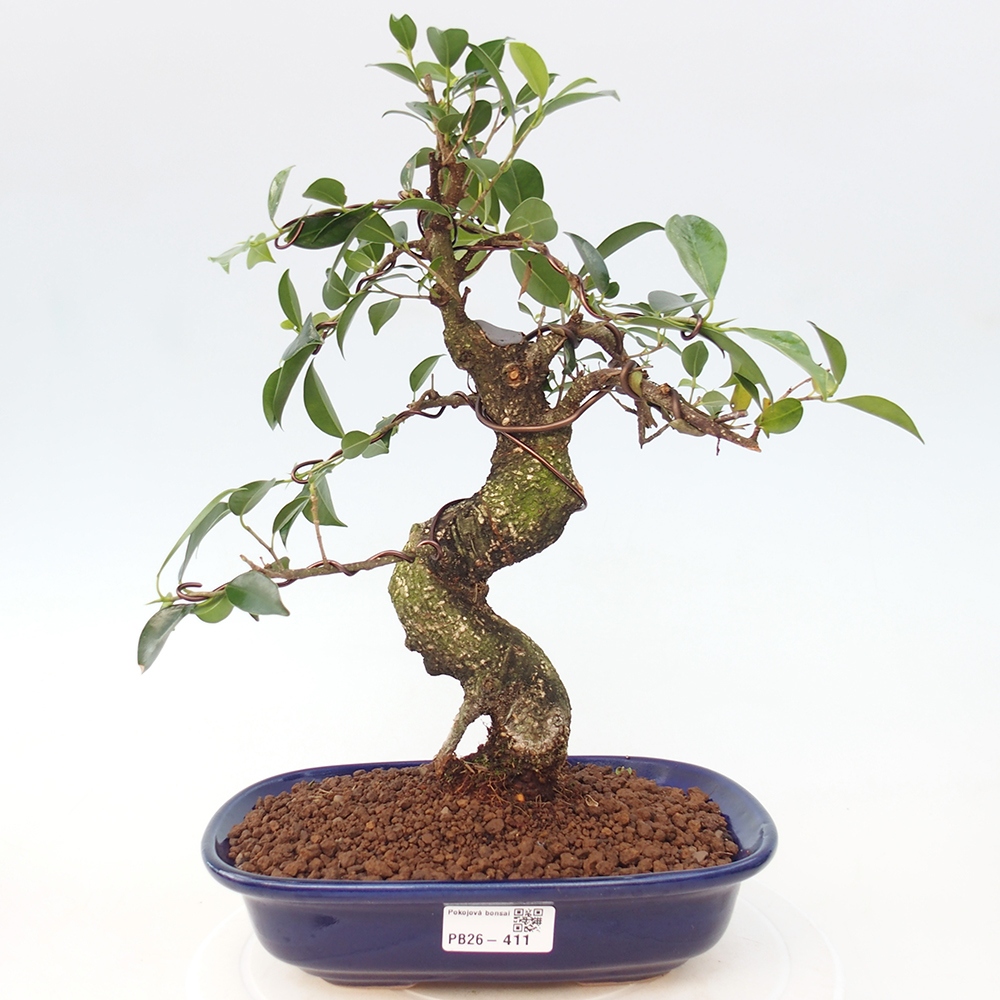 Pokój bonsai - Ficus retusa - figowiec drobnolistny