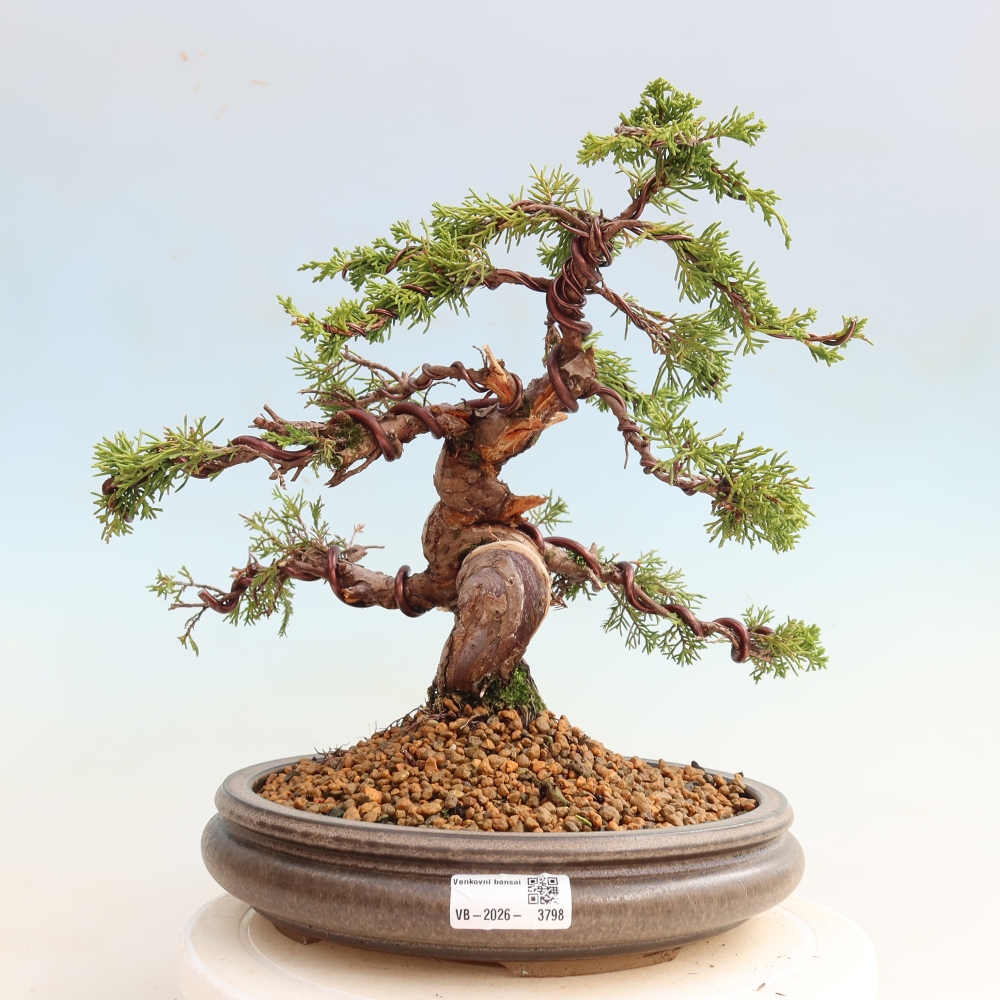 Bonsai ogrodowe – Juniperus chinensis Itoigawa – jałowiec chiński