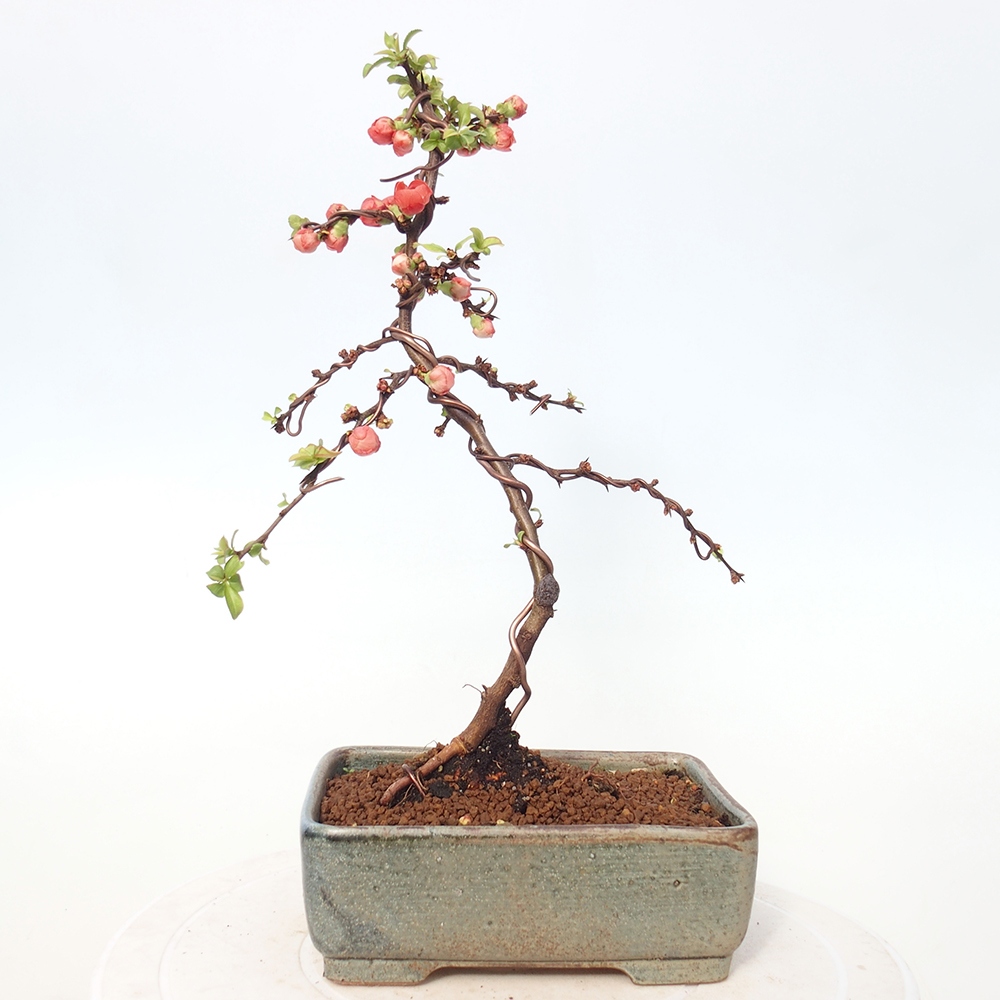 Outdoor bonsai - Chaneomeles s. Red Joy - Pigwa