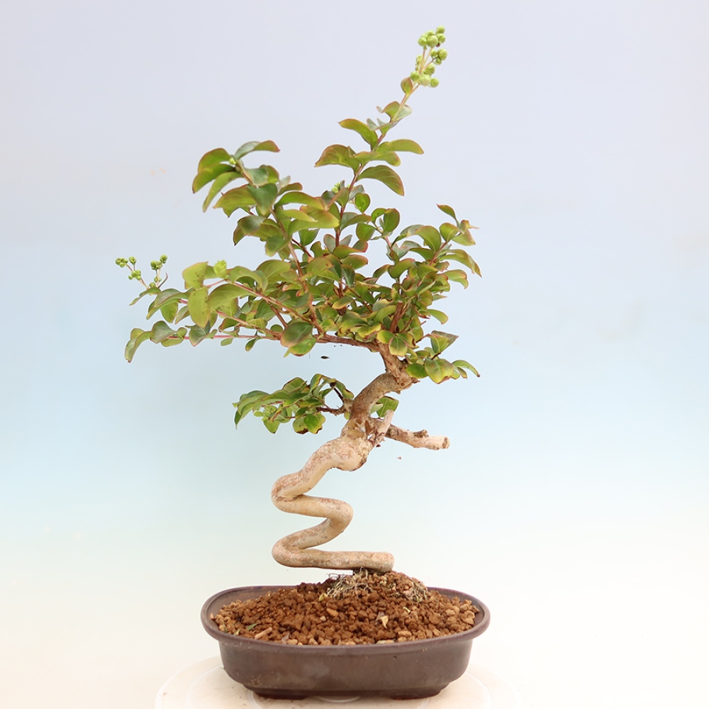 Bonsai pokojowe – Lagerstroemia indica – bz indyjski