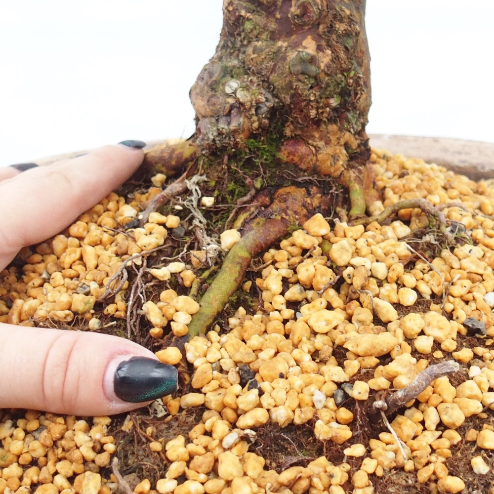 Bonsai zewnętrzne - Azalia japońska - Azalia Kisshoten