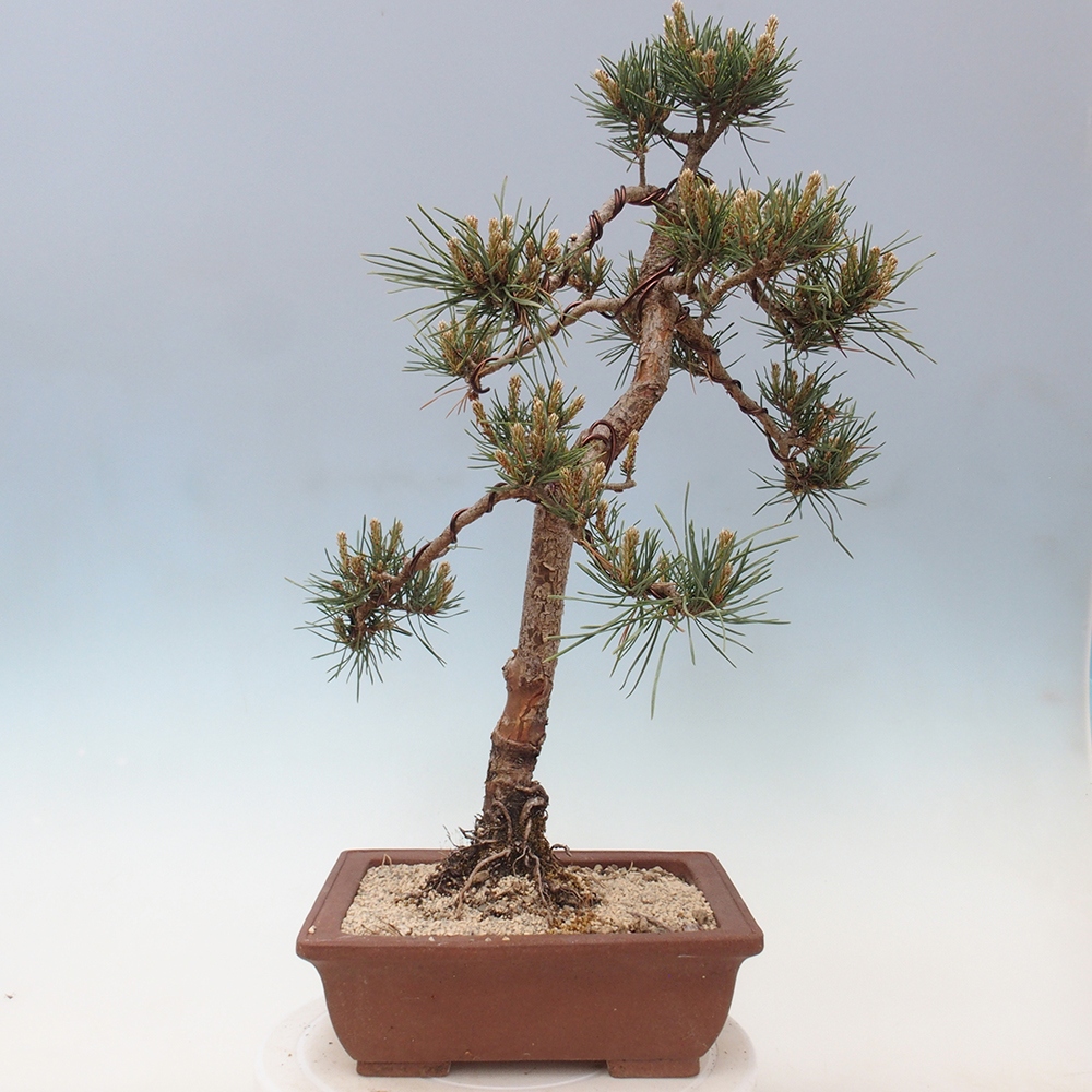 Outdoor bonsai - Pinus Sylvestris - sosna zwyczajna