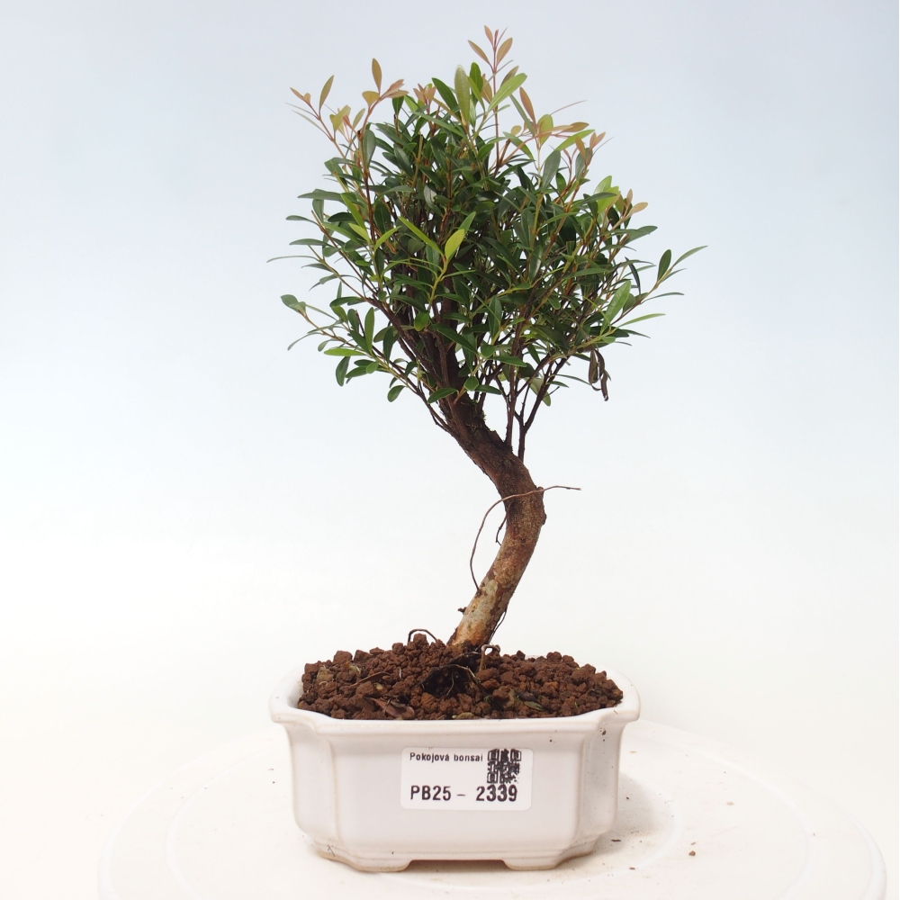 Pokój bonsai - Syzygium - Pimentovník