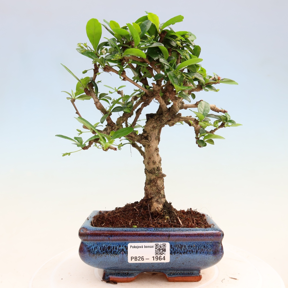 Bonsai pokojowe - Carmona macrophylla - Tea fuki