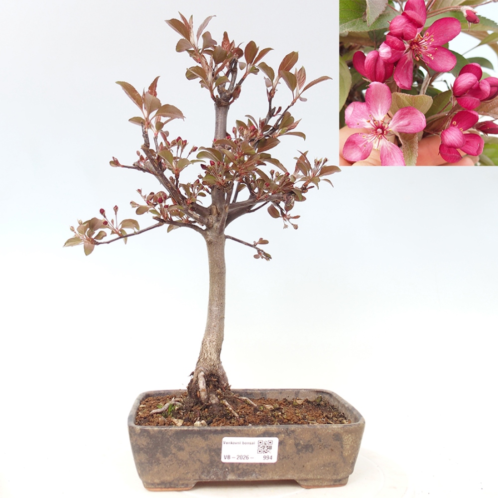 Outdoor bonsai - Malus domestica - Jabłoń czerwonolistna o małych owocach