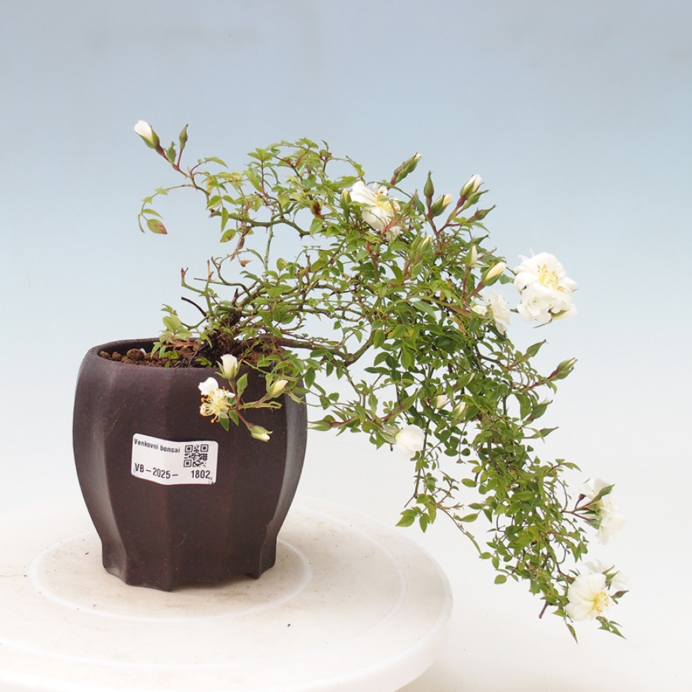 Bonsai na zewnątrz - Rosa Sea Foam - róża 