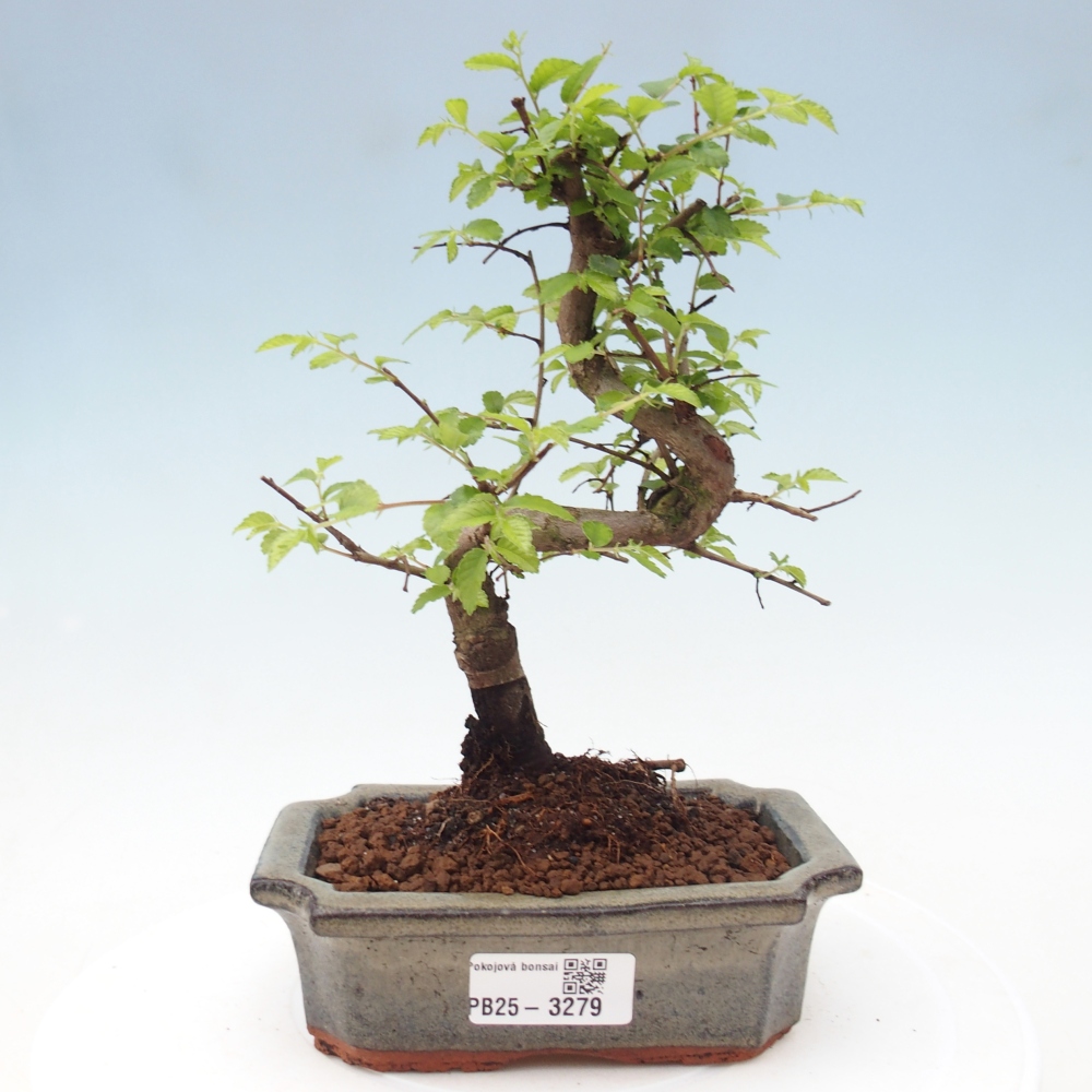 Pokój bonsai - Ulmus parvifolia - Wiąz drobnolistny
