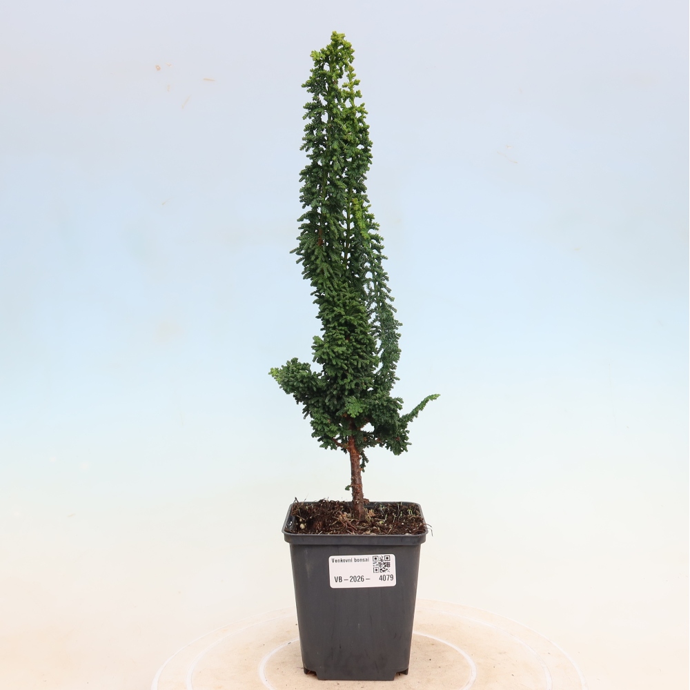 Bonsai zewnętrzne - Cham. obtusa SEKKA HINOKI - Cyprys