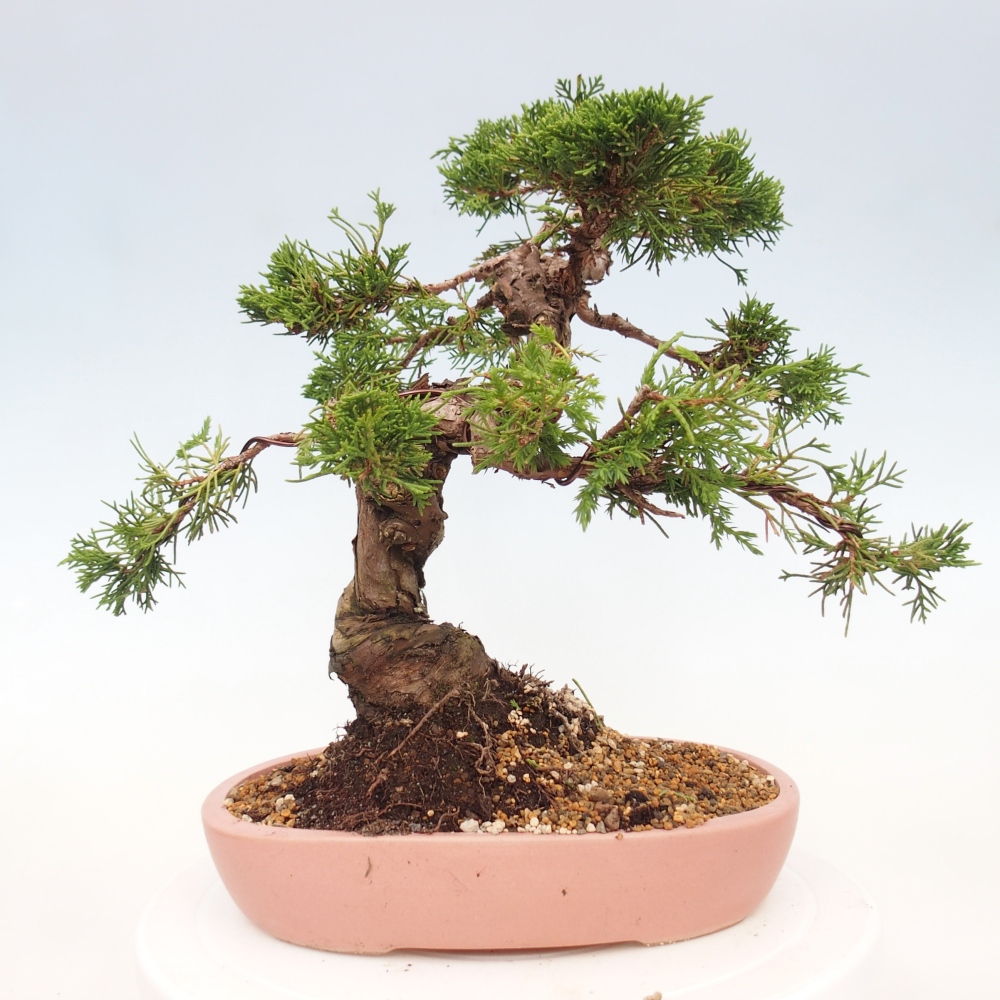 Outdoor bonsai - Juniperus chinensis Itoigawa - Jałowiec chiński