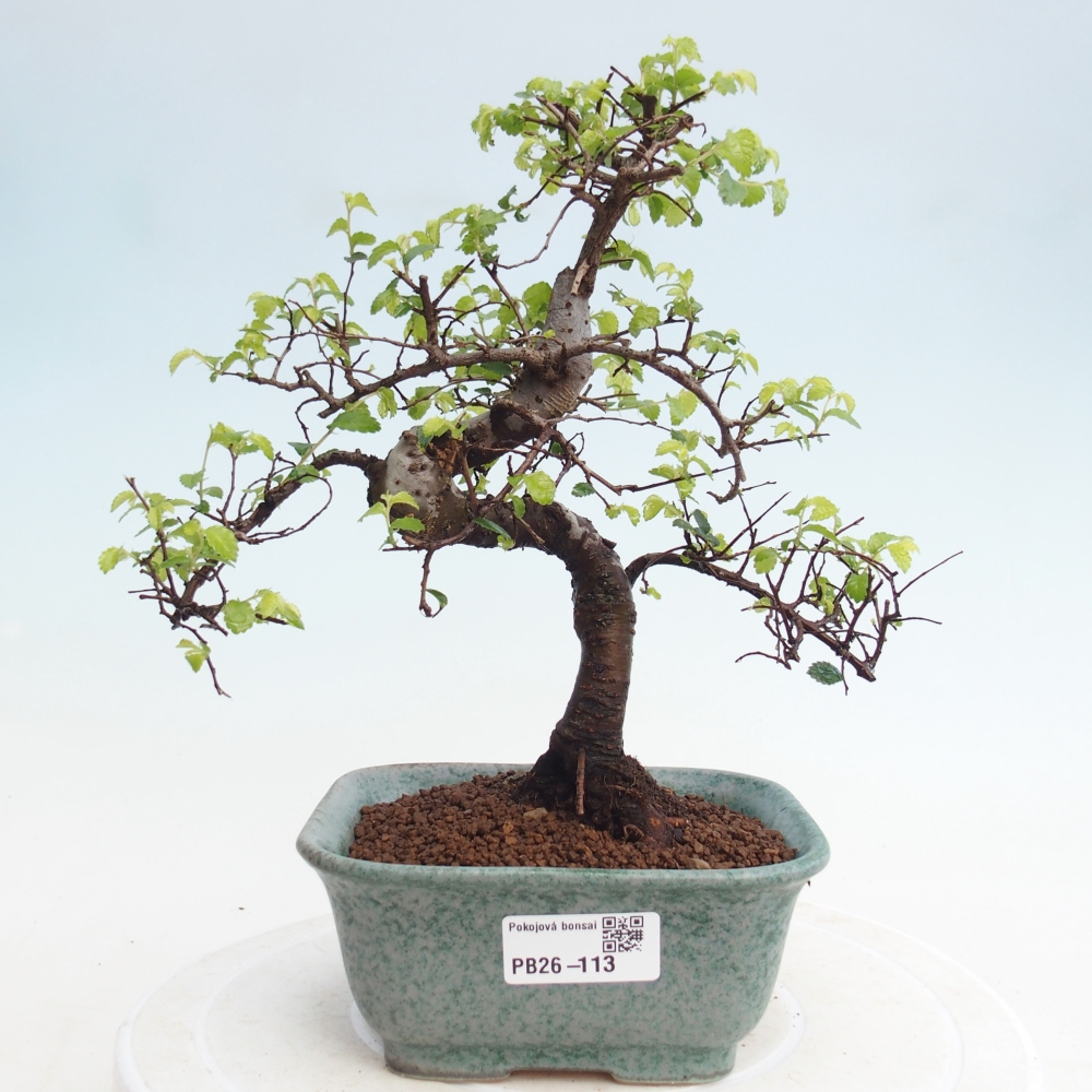 Pokój bonsai - Ulmus parvifolia - Wiąz drobnolistny