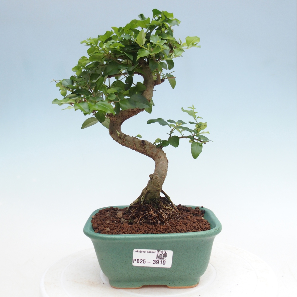 Pokój bonsai - Ligustrum chinensis - Dziób ptaka