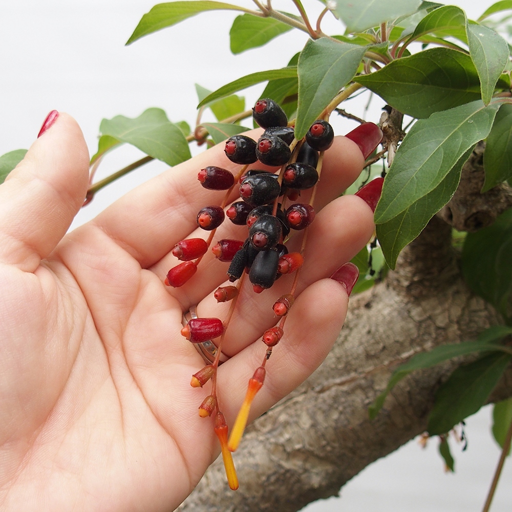 Bonsai pokojowe - patent Hamelia