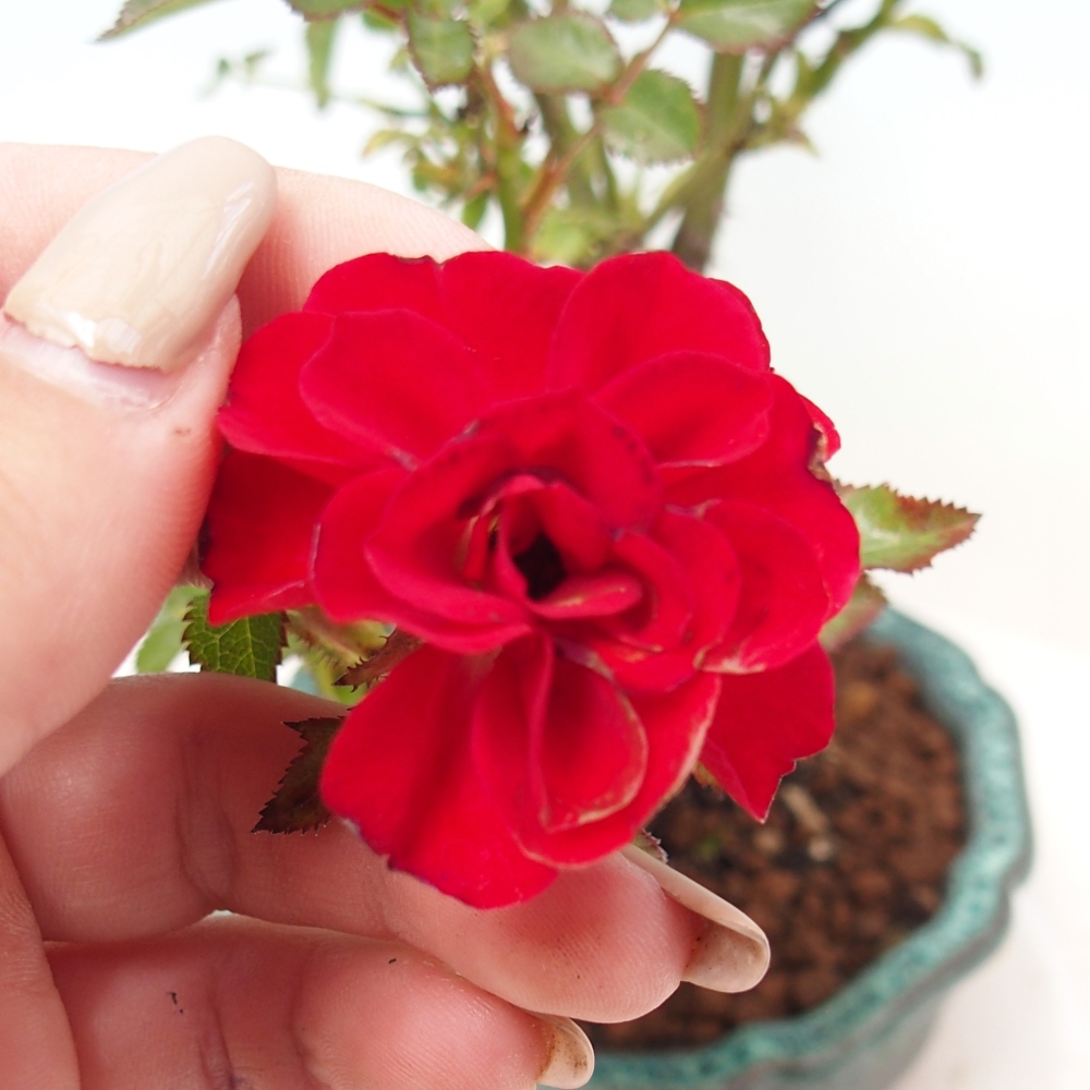 Bonsai na zewnątrz - Rosa Kordes - róża 