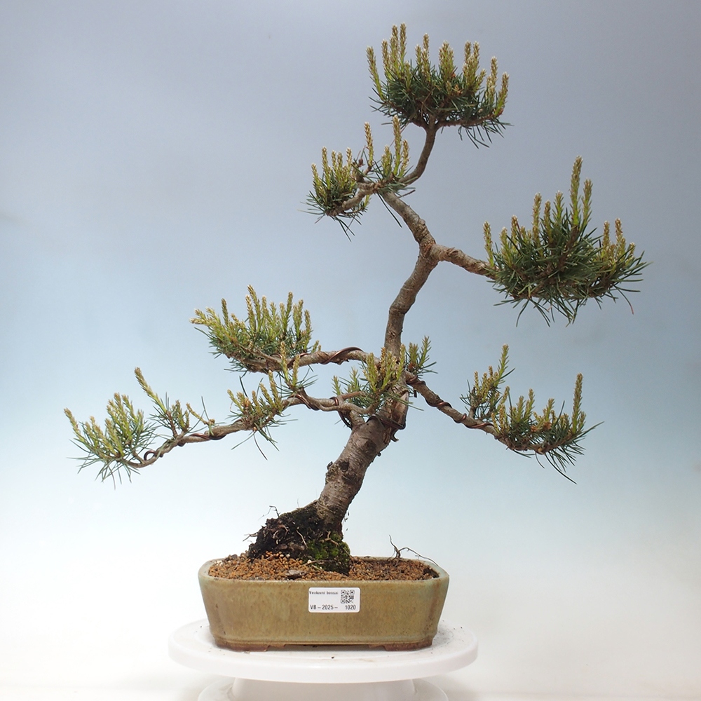 Outdoor bonsai - Pinus Sylvestris - sosna zwyczajna
