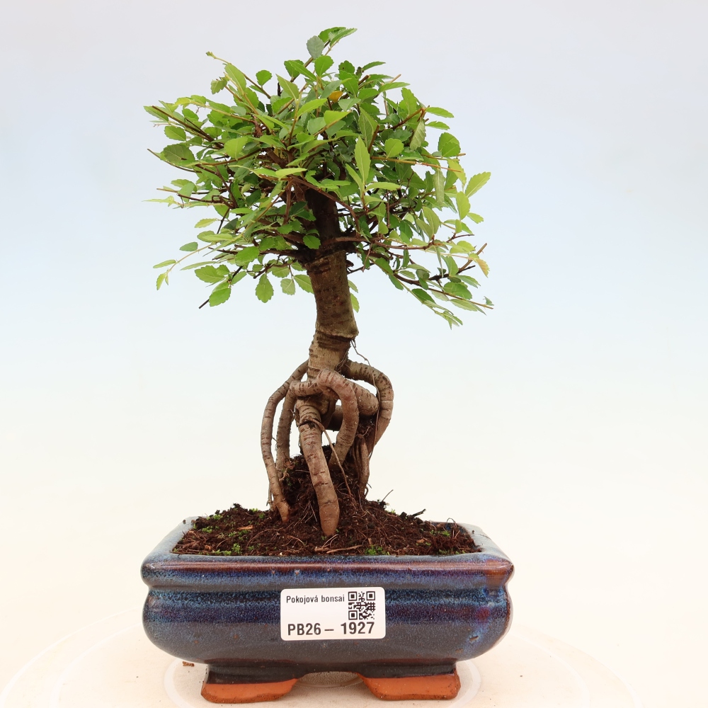 Pokój bonsai - Ulmus parvifolia - Wiąz drobnolistny