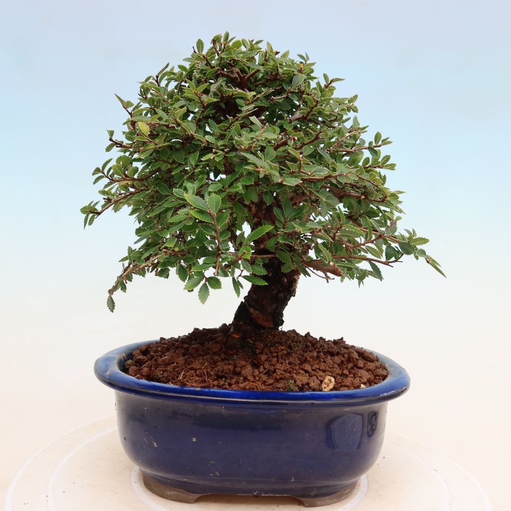 Bonsai zewnętrzne - Zelkova - Zelkova NIRE